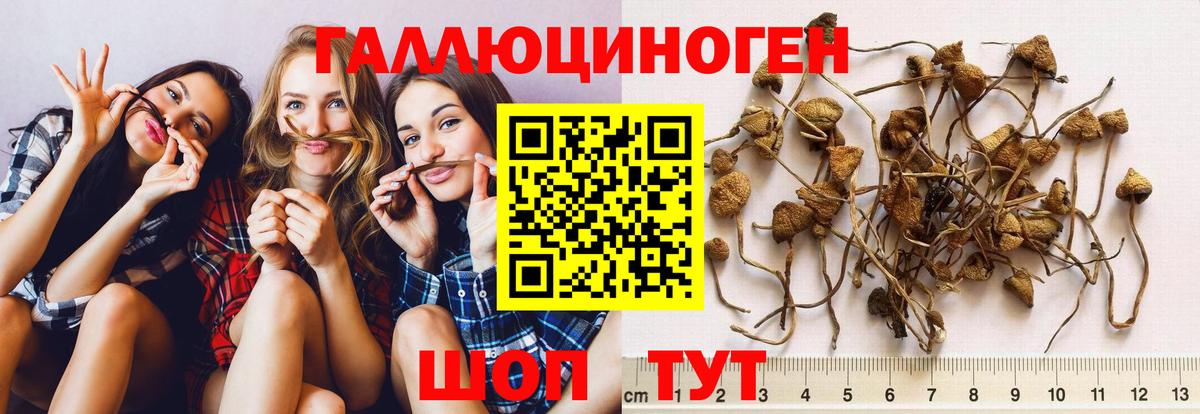 Псилоцибиновые грибы Cubensis Энгельс